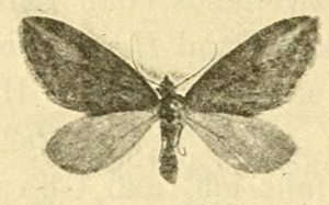 Chesias isabella.JPG © SCHAWERDA in REBEL