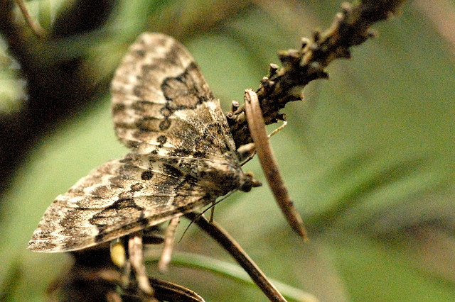 Thera.variata.jpg &copy; James K. Lindsey