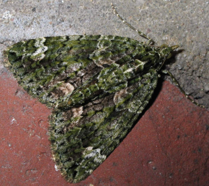 Chloroclysta siterata 9228.jpg © Commons