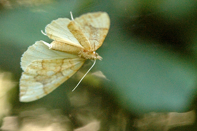 Eulithis.populata.jpg © James K. Lindsey