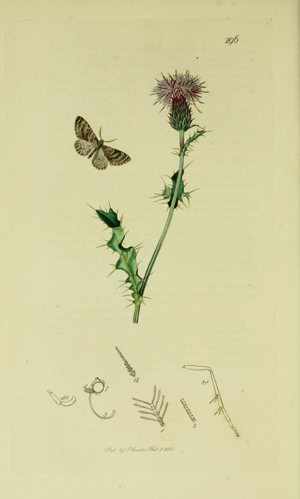 Britishentomologyvolume6Plate296.jpg © Curtis