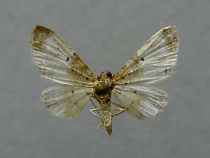 Eupithecia breviculata.JPG © Dumi