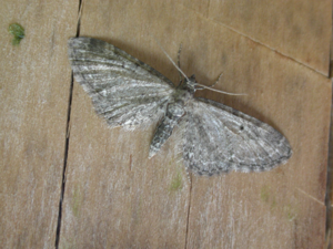 Eupithecia vulgata.jpg © Donald Hobern from Canberra, Australia