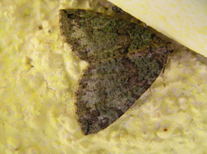 Hydriomena furcata.jpg © Lymantria