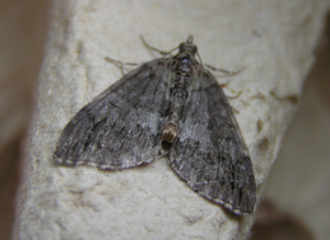 Hydriomena impluviata FvL.jpg © Fvlamoen