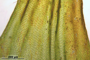 Leucodon sciuroides (d, 144733-474800) 2157.JPG © HermannSchachner