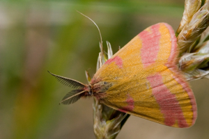 Lythria cruentaria-01 (xndr).jpg © Svdmolen