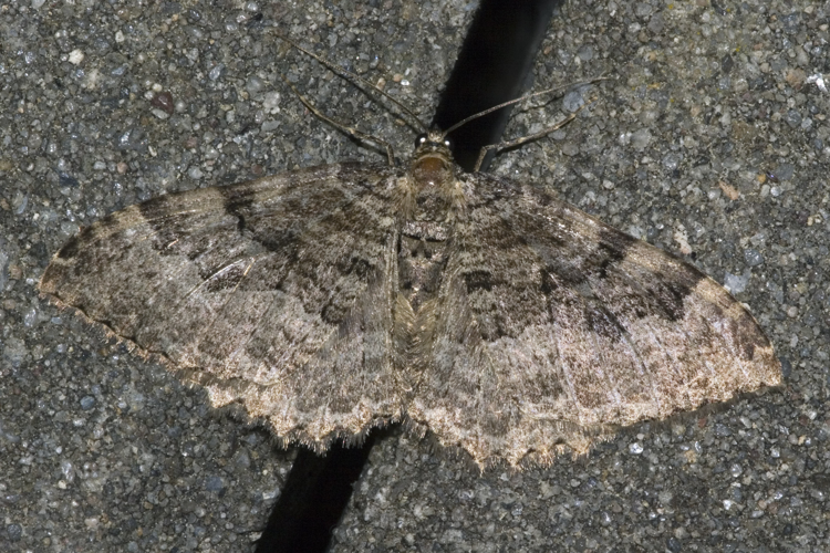 Rheumaptera.cervinalis.7142.jpg &copy; Commons