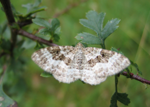 Epirrhoe alternata-01 (xndr).jpg © Commons