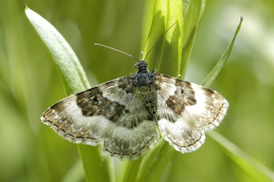Epirrhoe.rivata.jpg © James K. Lindsey