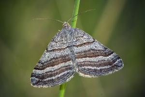 Scotopteryx coarctaria.jpg © www.invertebradosdehuesca.com