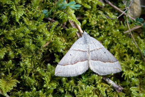 Scotopteryx luridata.jpg © www.invertebradosdehuesca.com