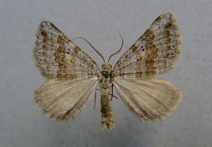 Scotopteryx bipunctaria.jpg © Dumi