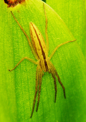 Tibellus oblongus.JPG © Commons