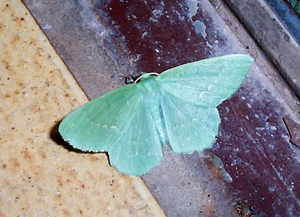 Geometra papilionaria1.jpg © User:Chrkl