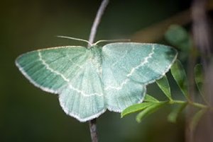 Chlorissa cloraria.jpg © www.invertebradosdehuesca.com