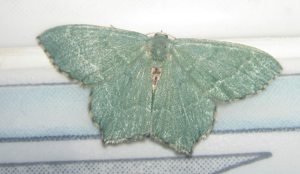 Hemithea-aestivaria.jpg © Commons