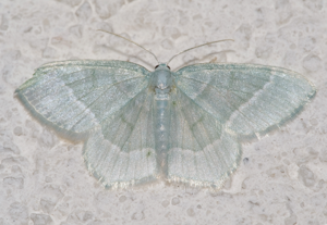 Jodis lactearia01.jpg © Kulac