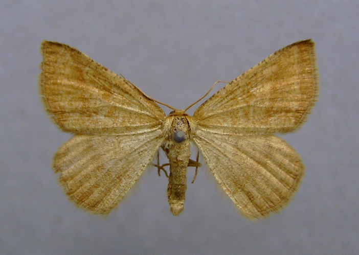 Aplasta ononaria.jpg &copy; Dumi