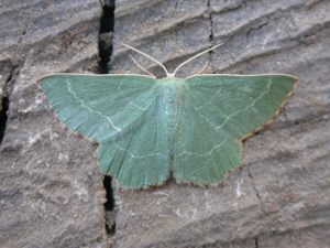 Thalera fimbrialis.jpg © Donald Hobern from Canberra, Australia
