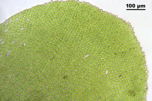 Homalia trichomanoides IMG 3018.JPG © HermannSchachner