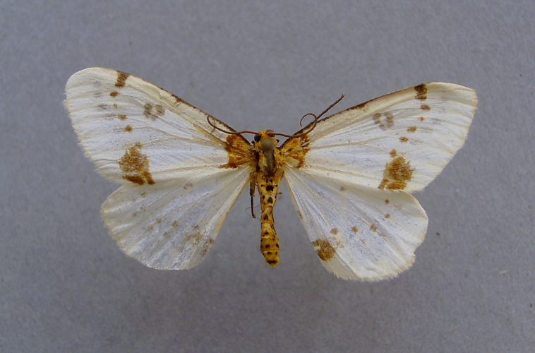 Abraxas pantaria.jpg © Dumi