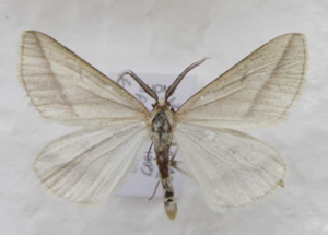 Aspitates gilvaria Kurjenrahka.jpg © Lepidoptera_of_Kurjenrahka.jpg: J. Albert Vallunen (Albval) derivative work: J. Albert Vallunen (Albval)