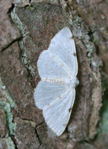 Lomographa bimaculata-01 (xndr).jpg © No machine-readable author provided. Svdmolen assumed (based on copyright claims).