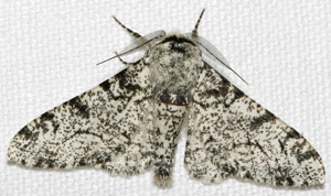 Biston.betularia.7200.jpg © Commons