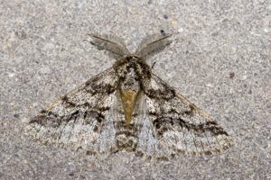 Lycia.hirtaria.7094.jpg © Commons