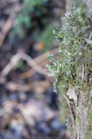 Neckera pennata.JPG © Laisverobotams