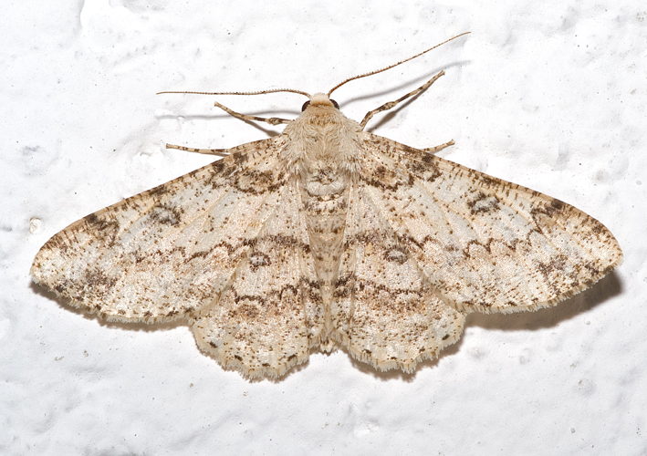 Ascotis selenaria01.jpg © Commons