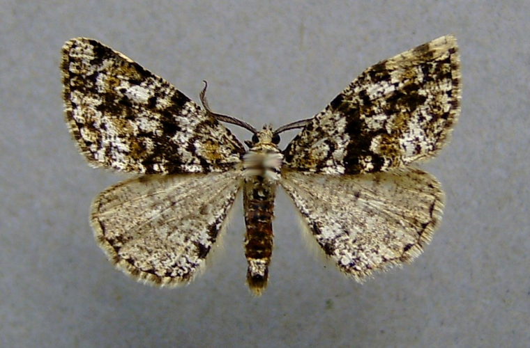 Fagivorina arenaria.jpg &copy; Dumi