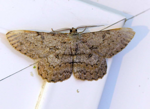 Velaíña 004d.jpg © Luis Miguel Bugallo Sánchez (Lmbuga Commons)(Lmbuga Galipedia)
