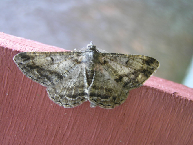 Alcis repandata FvL.jpg © Fvlamoen