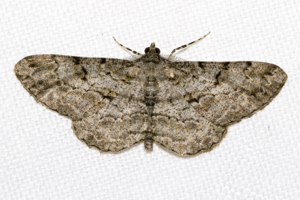 Peribatodes.rhomboidaria.7197.jpg © Commons