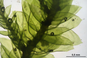 Neckera pumila (c, 144633-474722) 8974.JPG © HermannSchachner