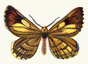 Bupalus pinaria male par Nemos.jpg © Dr. F. Nemos