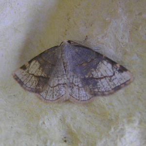 Stegania trimaculata.jpg © Fvlamoen