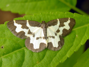 Lomaspilis marginata2.JPG © Commons