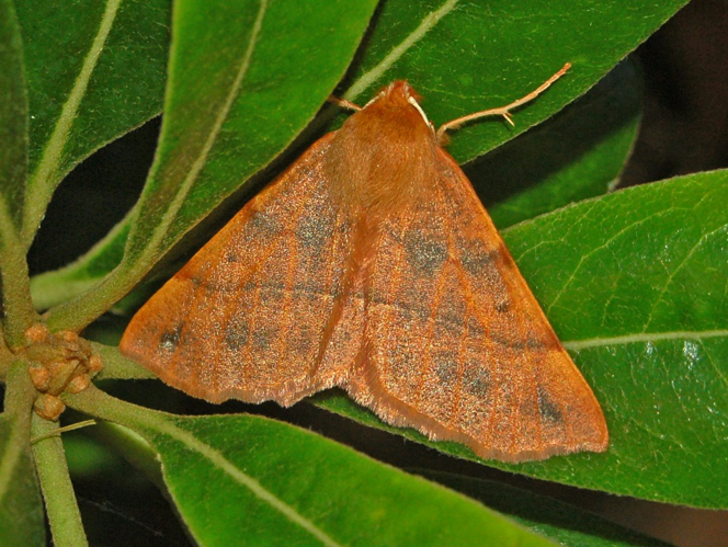 Geometridae - Colotois pennaria.JPG © Hectonichus