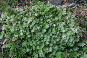 Hookeria lucens (c, 144712-474717) 5581.JPG © HermannSchachner