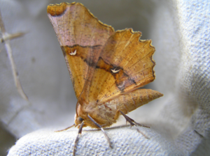 Selenia lunularia FvL.jpg © Fvlamoen