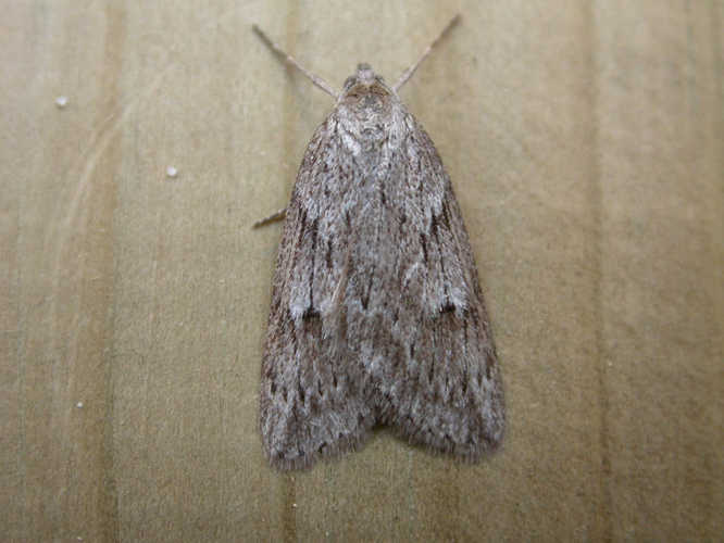 Pachycnemia hippocastanaria.jpg © Donald Hobern