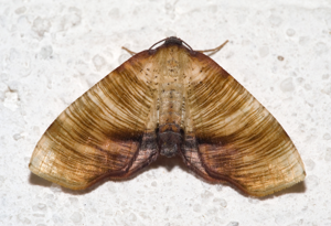Plagodis dolabraria01.jpg © Kulac
