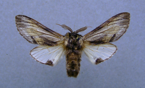 Harpyia milhauseri.jpg © Dumi