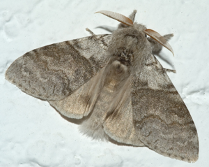 Calliteara pudibunda.jpg © Commons