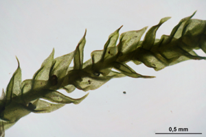 Pseudoleskeella catenulata (b, 144640-474745) 8215.JPG © HermannSchachner