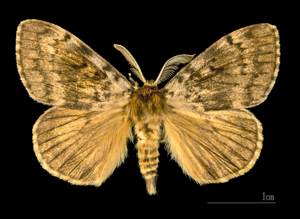 Lymantria dispar MHNT.CUT.2012.0.357 Col de Cricheto Bastelica male Dos.jpg © Didier Descouens