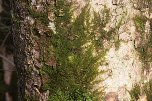 Pseudoleskeella nervosa (b, 144721-474815) 3718.JPG © HermannSchachner